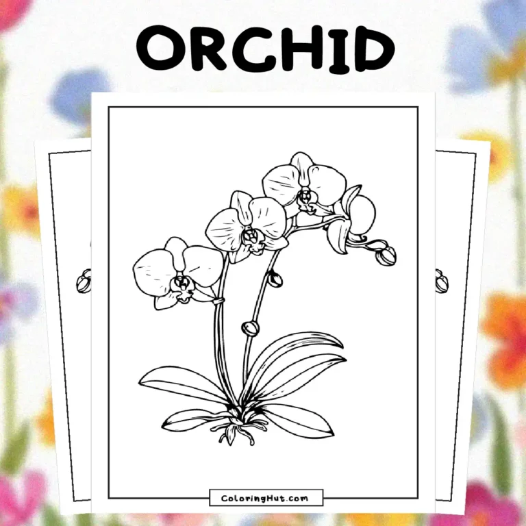 Orchid Coloring Pages