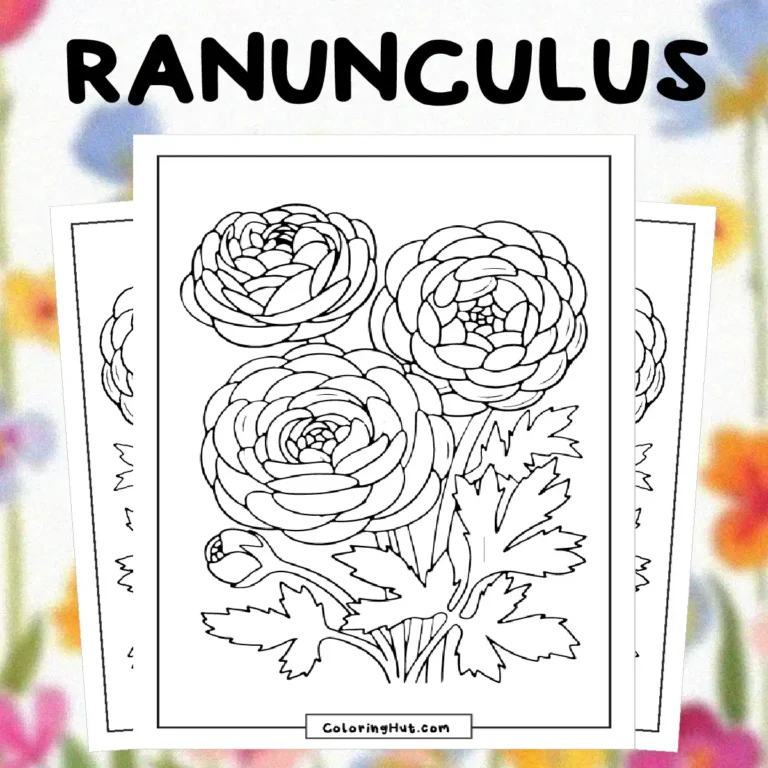 Ranunculus Coloring Pages