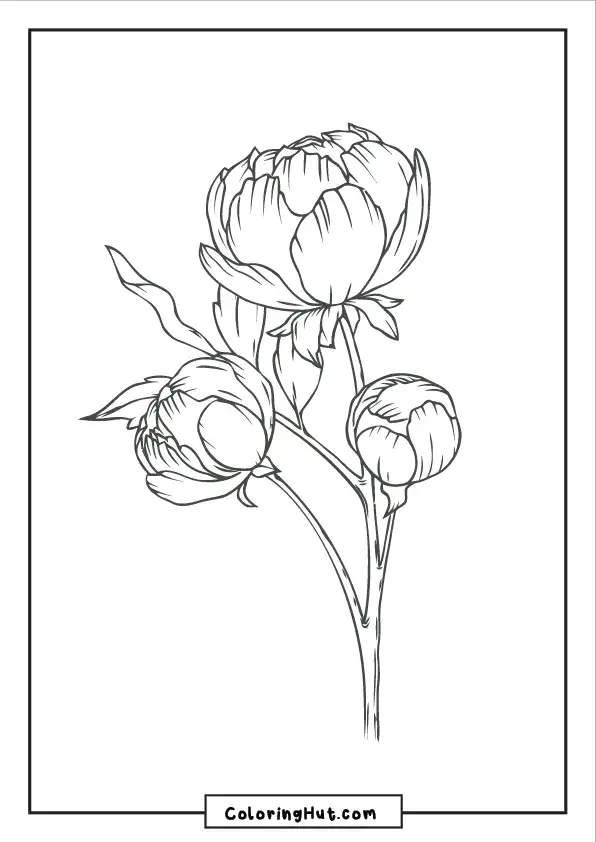 Realistic peony coloring page with intricate petal details and large leaves.