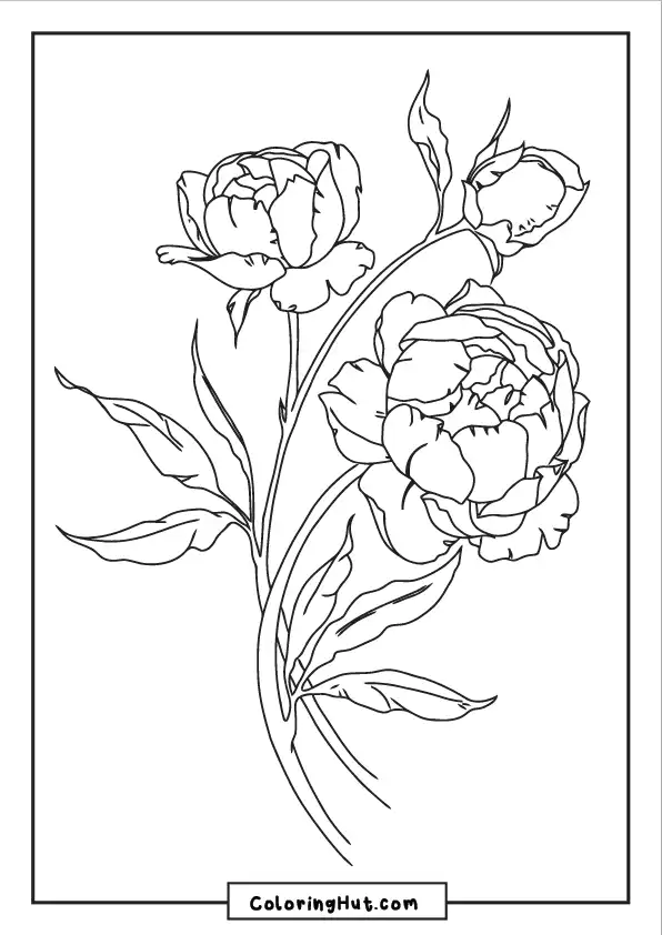 Blooming peony coloring page showcasing a branch with multiple peony flowers in various stages of bloom.