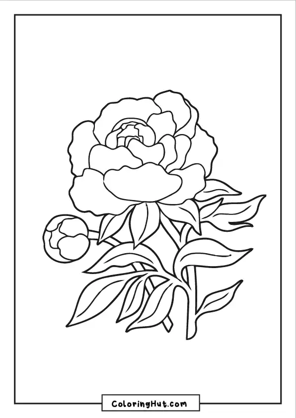 Simple peony coloring page with a single flower and leaves for easy coloring.